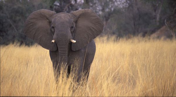 Angry Young African Bull Elephant